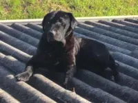 Cachorro raça Labrador idade 6 ou mais anos nome Feijão 