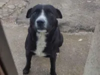 Cachorro raça Labrador idade 5 anos nome Feijão e Gambazonildo 