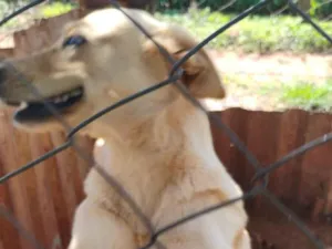 Cachorro raça Labrador idade 3 anos nome Briza