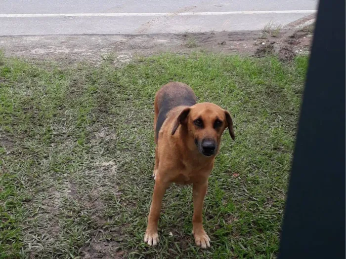 Cachorro raça SRD-ViraLata idade 3 anos nome Sem nome