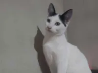 Gato raça SRD-ViraLata idade 7 a 11 meses nome Gata para doação, levo p/ novo tutor