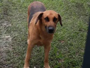 Cachorro raça SRD-ViraLata idade 3 anos nome Sem nome
