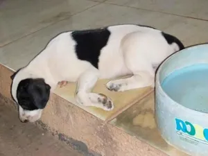 Cachorro raça SRD-ViraLata idade 1 ano nome Nego