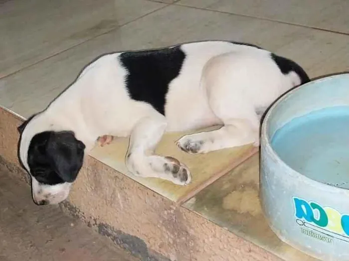 Cachorro raça SRD-ViraLata idade 1 ano nome Nego
