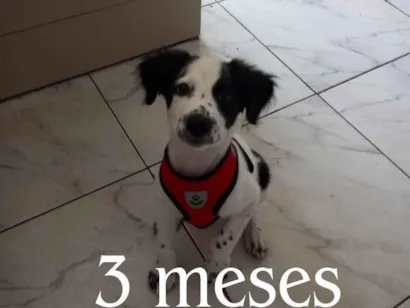 Cachorro raça SRD-ViraLata idade 2 a 6 meses nome Rookie