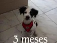 Cachorro raça SRD-ViraLata idade 2 a 6 meses nome Rookie