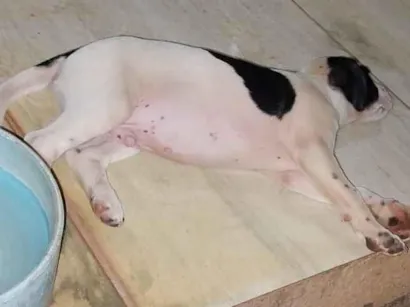 Cachorro raça SRD-ViraLata idade 2 a 6 meses nome Pigue ou porquinho