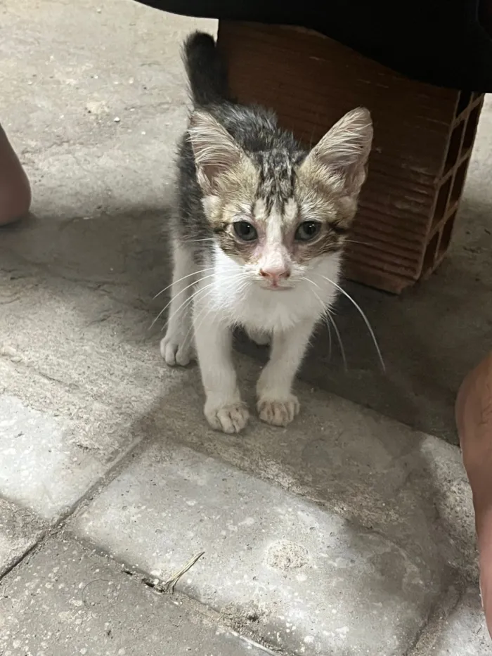 Gato raça SRD-ViraLata idade Abaixo de 2 meses nome FILHOTE ENCONTRADO DENTRO DO PAINEL DO CARRO!