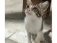 Gato raça SRD-ViraLata idade Abaixo de 2 meses nome FILHOTE ENCONTRADO DENTRO DO PAINEL DO CARRO!