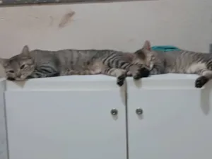 Gato raça SRD-ViraLata idade 1 ano nome Alysson Souza