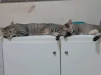 Gato raça SRD-ViraLata idade 1 ano nome Alysson Souza