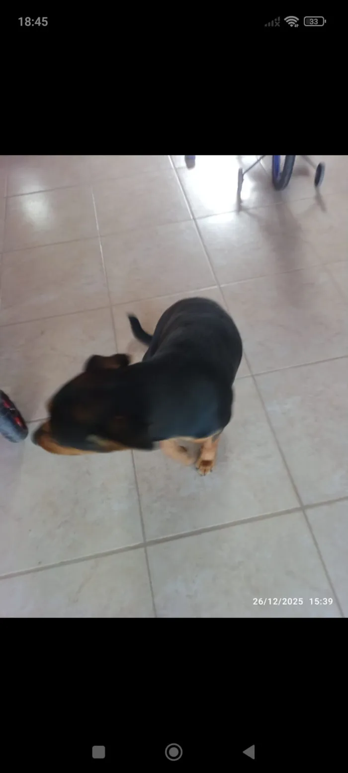 Cachorro raça Rottweiler idade 7 a 11 meses nome Lecy