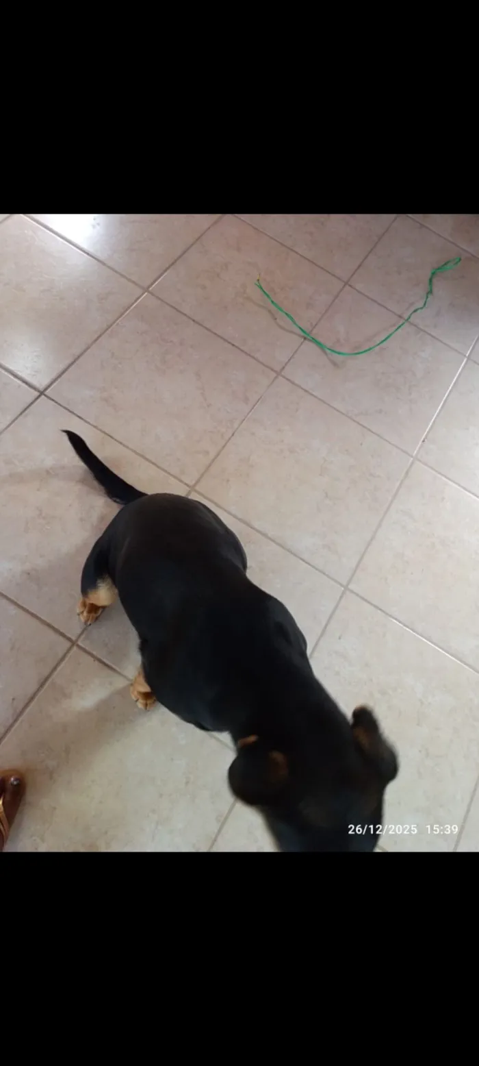 Cachorro raça Rottweiler idade 7 a 11 meses nome Lecy