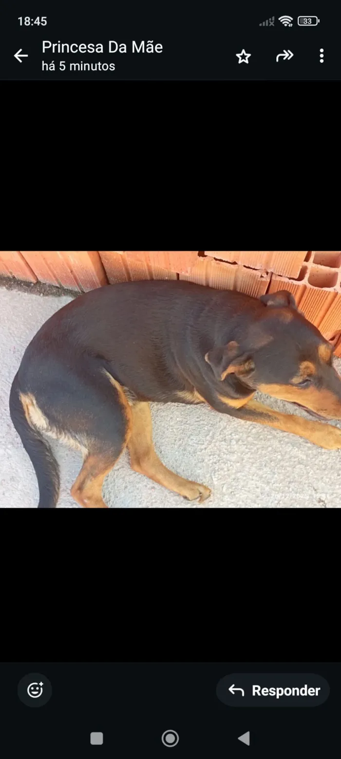 Cachorro raça Rottweiler idade 7 a 11 meses nome Lecy