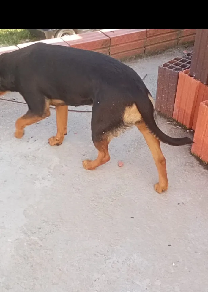 Cachorro raça Rottweiler idade 7 a 11 meses nome Lecy