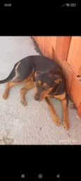 Cachorro raça Rottweiler idade 7 a 11 meses nome Lecy