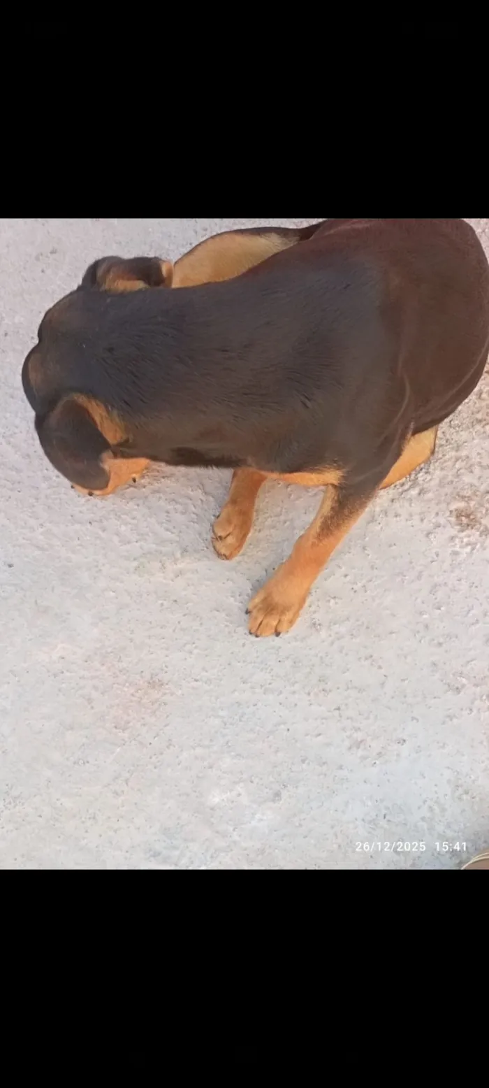 Cachorro raça Rottweiler idade 7 a 11 meses nome Lecy