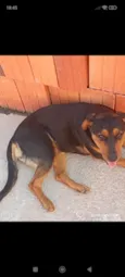 Cachorro raça Rottweiler idade 7 a 11 meses nome Lacy