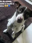 Cachorro raça SRD-ViraLata idade 2 anos nome Tetra 