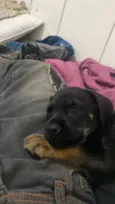 Cachorro raça SRD-ViraLata idade 2 a 6 meses nome Ainda não tem 