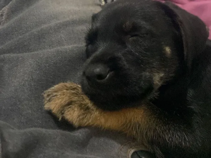 Cachorro raça SRD-ViraLata idade 2 a 6 meses nome Ainda não tem 