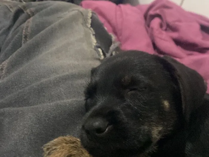 Cachorro raça SRD-ViraLata idade 2 a 6 meses nome Ainda não tem 