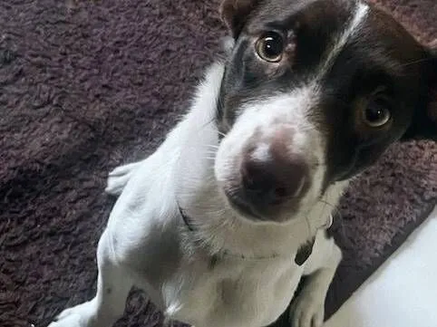 Cachorro raça SRD-ViraLata idade 2 anos nome Tetra 