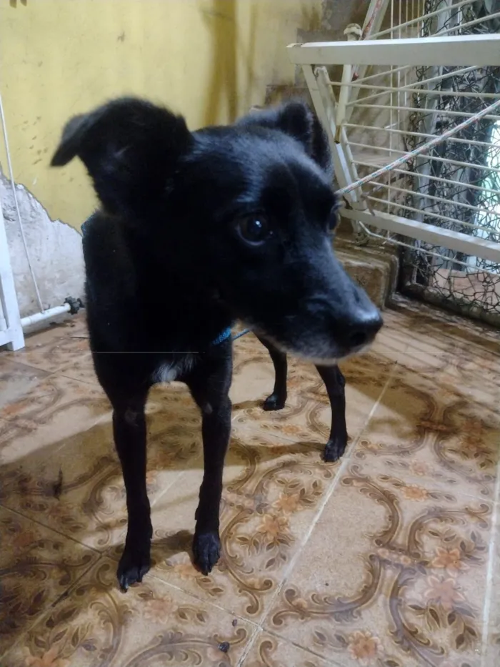 Cachorro raça SRD-ViraLata idade 3 anos nome Lola
