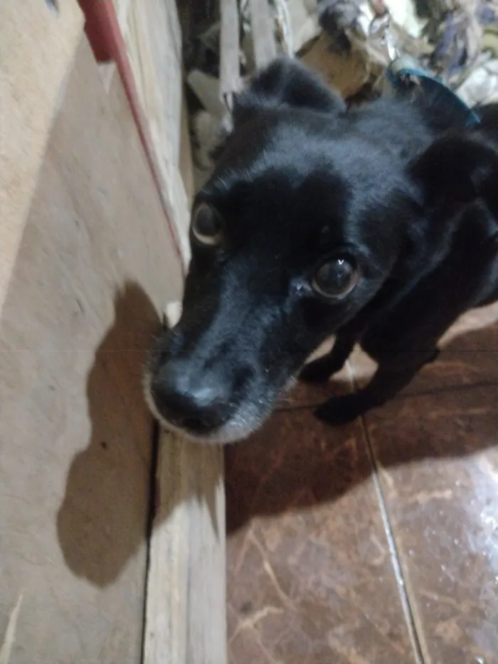 Cachorro raça SRD-ViraLata idade 3 anos nome Lola