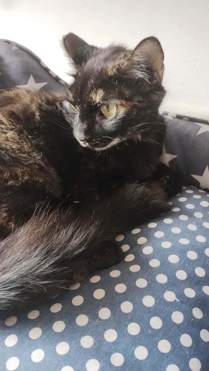 Gato raça SRD-ViraLata idade 2 anos nome Lili