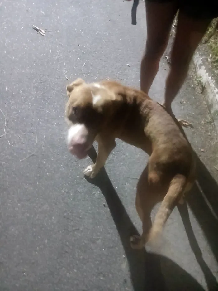 Cachorro raça Pit-Bull idade 5 anos nome PATRICK
