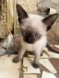 Gatinhos Siamês 