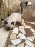 Gatinhos Siamês 