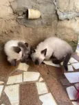 Gatinhos Siamês 