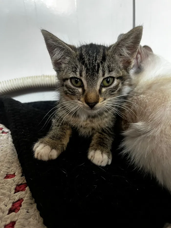 Gato raça SRD-ViraLata idade 2 a 6 meses nome Sem nome