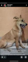 Cachorro raça Akita com Golden  idade 1 ano nome Hanna 