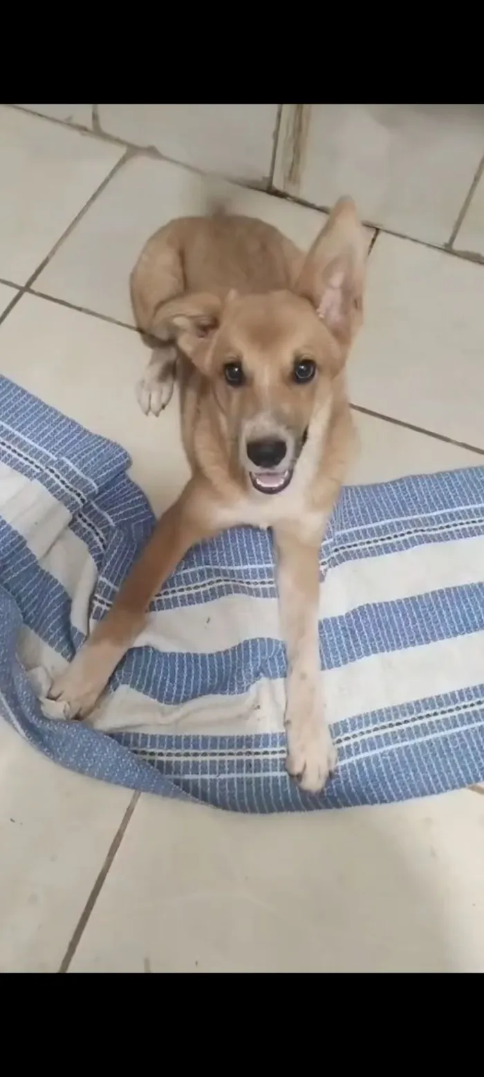 Cachorro raça Akita com Golden  idade 1 ano nome Hanna 