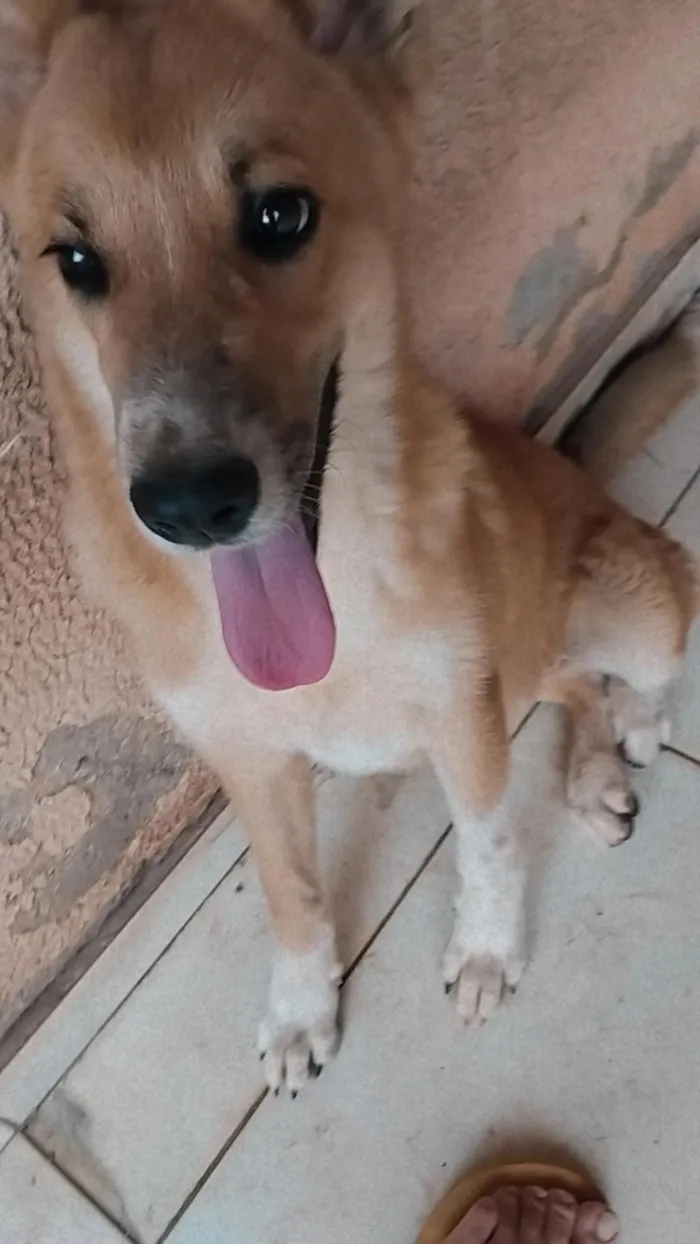 Cachorro raça Akita com Golden  idade 1 ano nome Hanna 