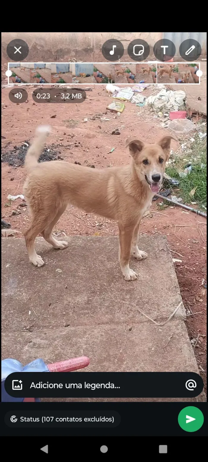Cachorro raça Akita com Golden  idade 1 ano nome Hanna 
