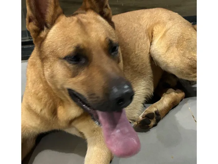 Cachorro raça Pastor Alemão idade 3 anos nome Baruque