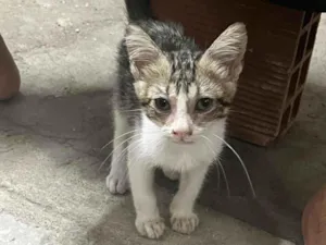 Gato raça SRD-ViraLata idade Abaixo de 2 meses nome FILHOTE ENCONTRADO DENTRO DO PAINEL DO CARRO!