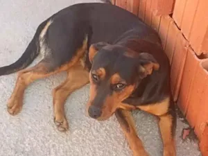 Cachorro raça Rottweiler idade 7 a 11 meses nome Lecy