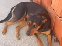 Cachorro raça Rottweiler idade 7 a 11 meses nome Lacy