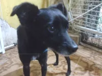 Cachorro raça SRD-ViraLata idade 3 anos nome Lola