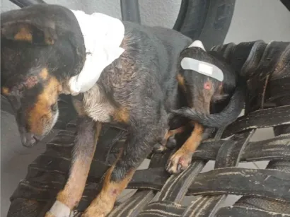 Cachorro raça Pinscher idade 4 anos nome Não sei