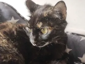 Gato raça SRD-ViraLata idade 2 anos nome Lili