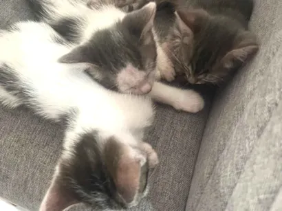 Gato raça SRD-ViraLata idade Abaixo de 2 meses nome Rafaela