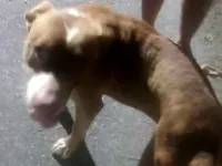 Cachorro raça Pit-Bull idade 5 anos nome PATRICK