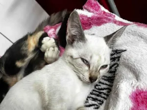 Gato raça SRD-ViraLata idade 2 a 6 meses nome Sem nome