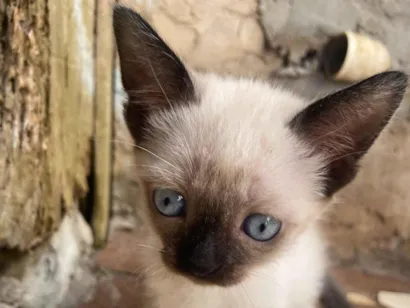 Gato raça Siamês idade 2 a 6 meses nome Gatinhos Siamês 